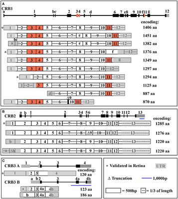 The CRB1 Complex: Following the Trail of Crumbs to a Feasible Gene Therapy Strategy